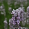 Lavandula angustifolia 'Miss catherine' -- Lavendel